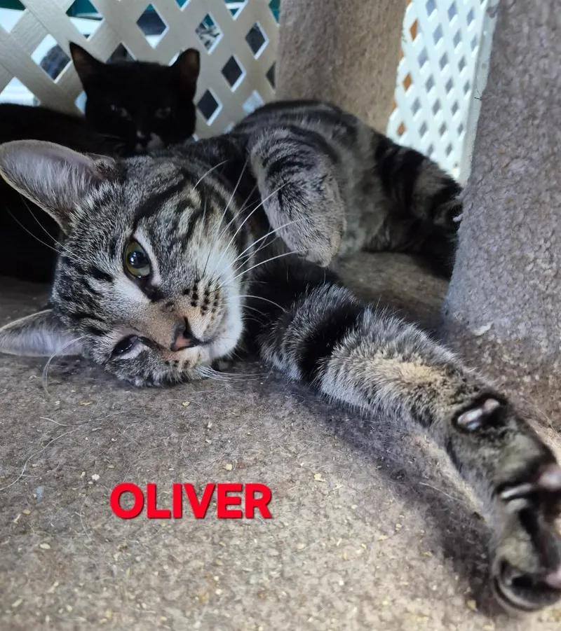 Oliver Neil thumbnail 2