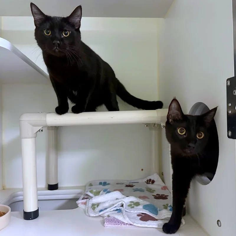 A young large-sized male Black Domestic Short Hair cat named Scout for adoption in Woodinville, WA
