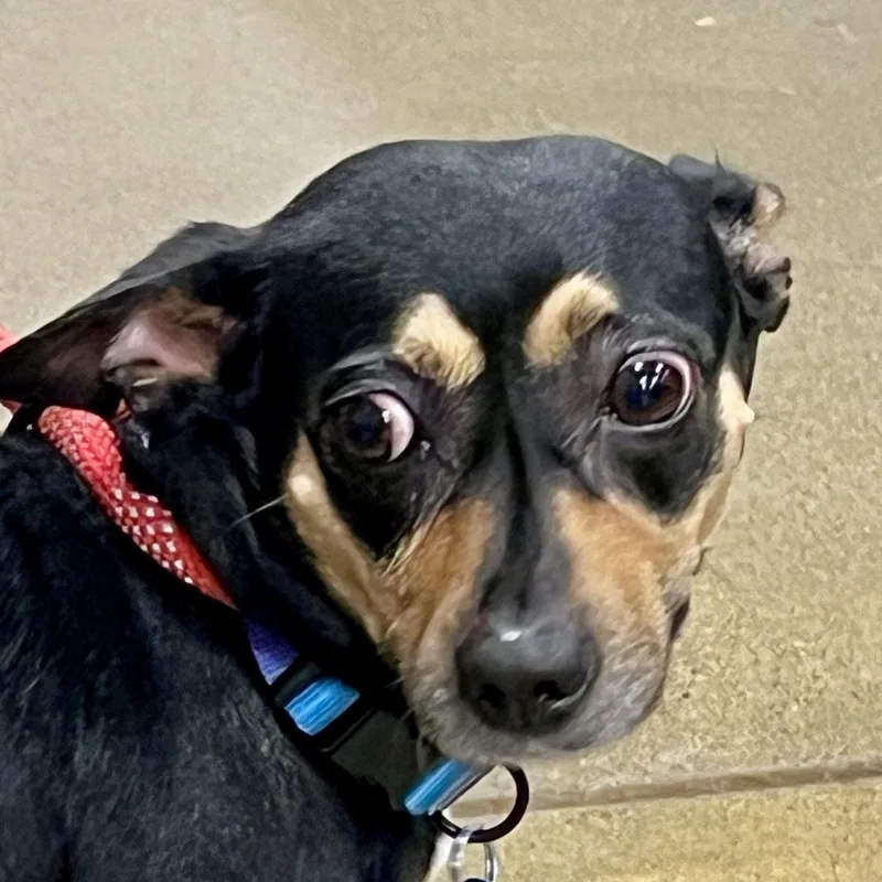 Sasha – Yearold Small