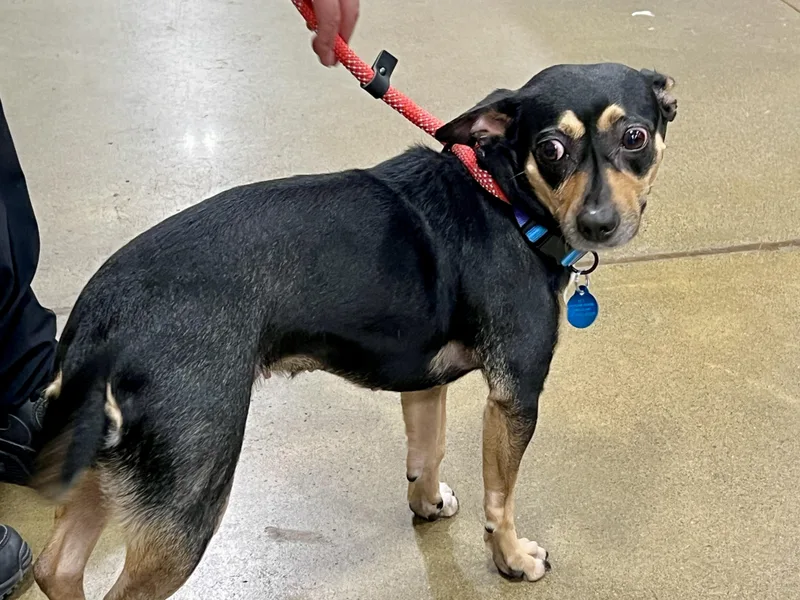 Sasha – Yearold Small thumbnail 2