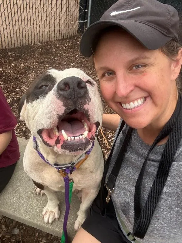 An adult large-sized male Black Mixed Breed dog named Jango for adoption in Cincinnati, OH