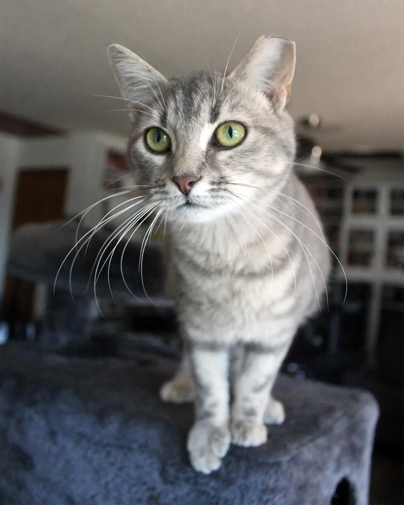 A young medium-sized female Torbie Domestic Short Hair cat named Priscilla for adoption in Guthrie, OK