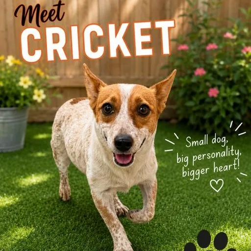 Cricket thumbnail 2