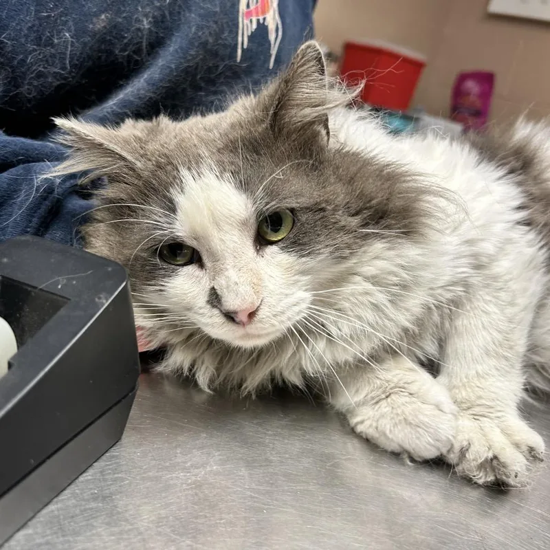 Roly Poly thumbnail 2