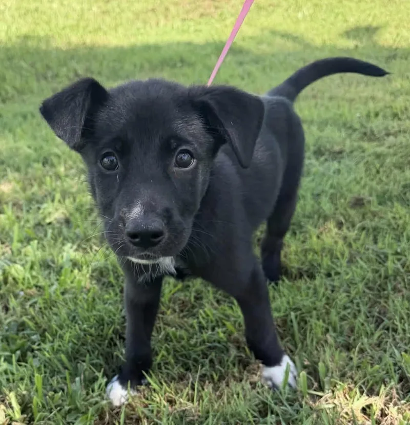 A baby medium-sized female Labrador Retriever dog named Maya for adoption in Saint Petersburg, FL