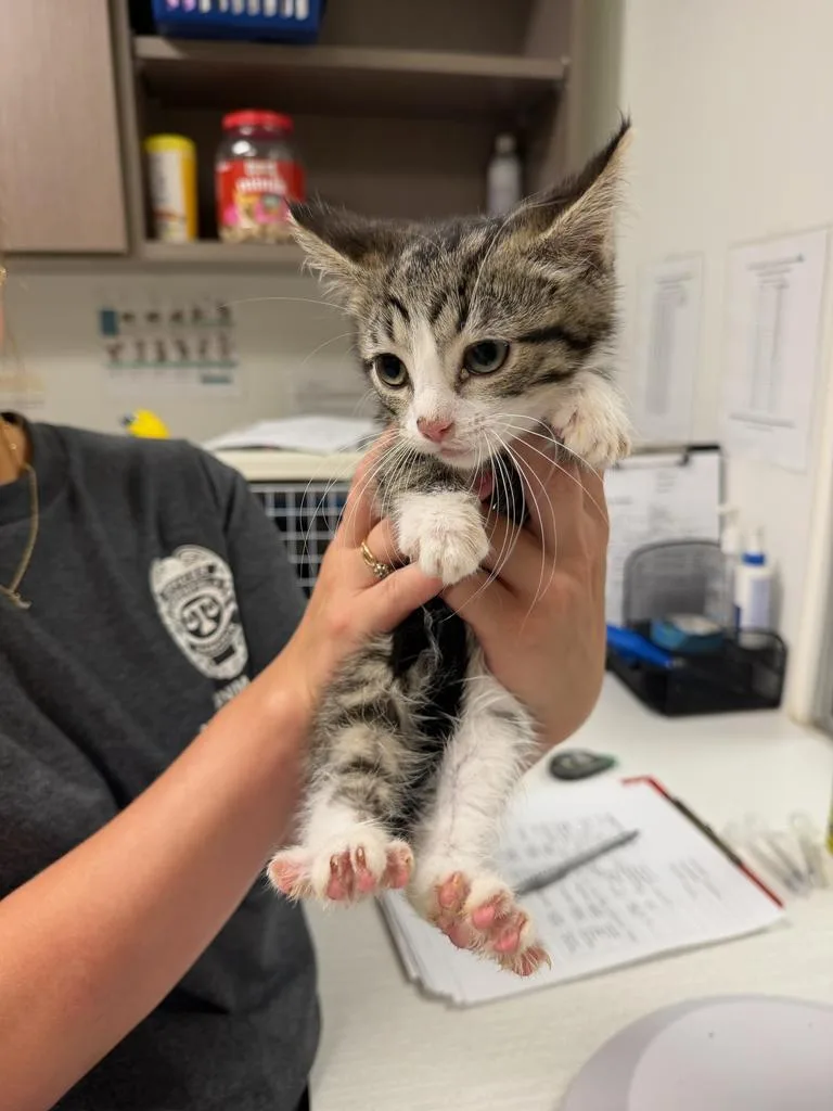 A young small-sized female Domestic Medium Hair cat named Hangman for adoption in Greenfield, IN
