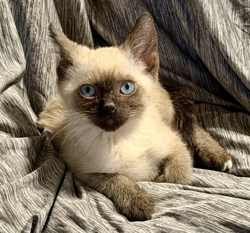 A baby medium-sized male Seal Point Domestic Short Hair cat named Serrano Pepper for adoption in Houston, TX