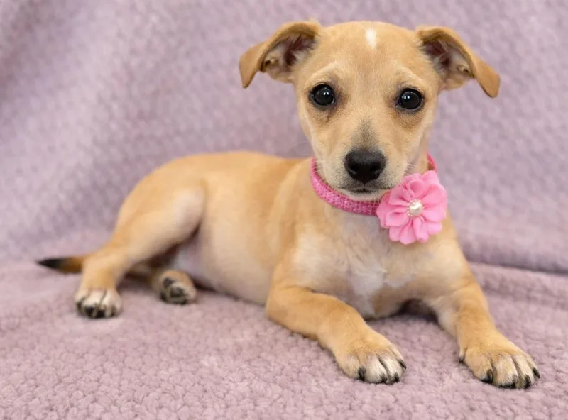 A baby small-sized female Apricot / Beige Chihuahua dog named Honey for adoption in Lodi, CA