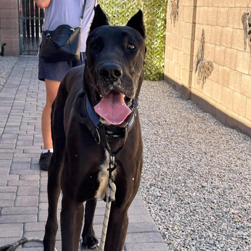 An adult extra large-sized male Great Dane dog named Orion for adoption in Mesa, AZ