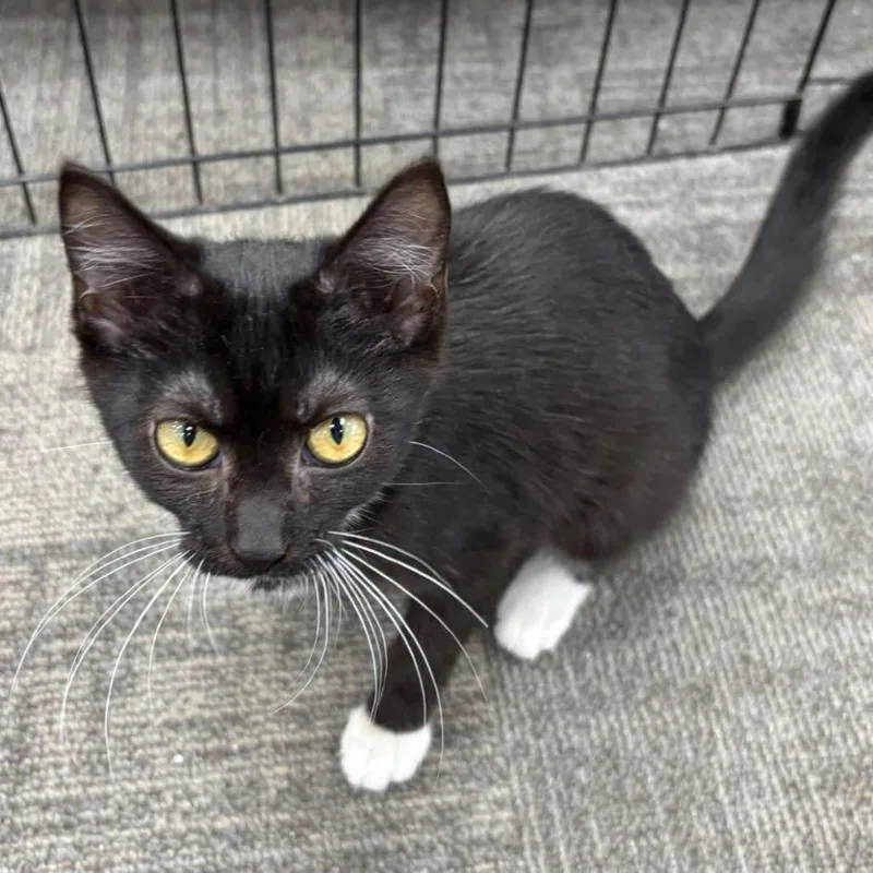 A baby small-sized female Black Domestic Short Hair cat named Clover for adoption in Hamburg, NY