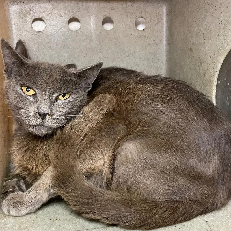 An adult medium-sized female Domestic Short Hair cat named Leslie for adoption in Roanoke, VA