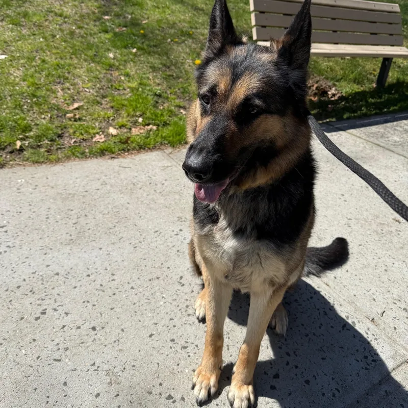 A young large-sized female German Shepherd Dog dog named Ruby for adoption in Brookhaven, NY