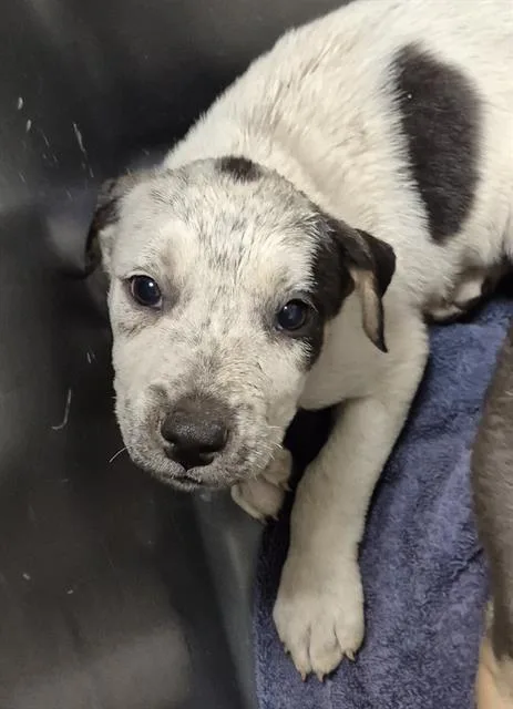 A baby small-sized female Mixed Breed dog named Ollie for adoption in Bakersfield, CA