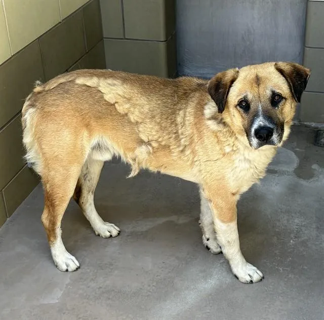 An adult large-sized male Anatolian Shepherd dog named Jax for adoption in Riverside, CA