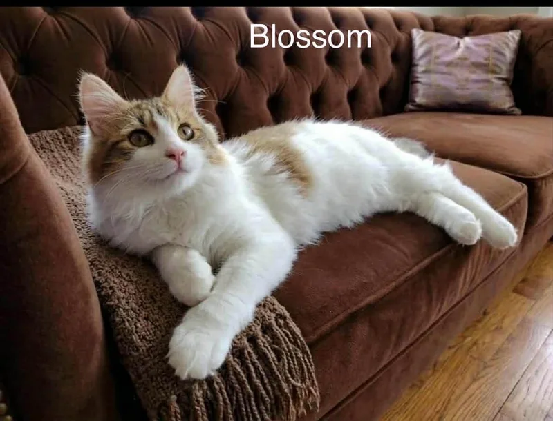 Blossom