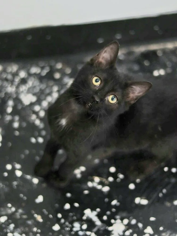 A baby small-sized female Domestic Medium Hair cat named Aphrodite for adoption in Lewisburg, TN