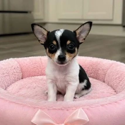 Pixie