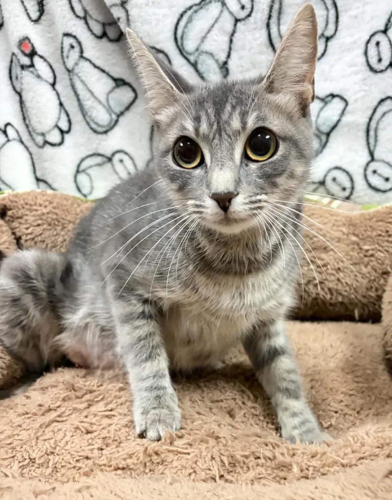 An adult medium-sized female Domestic Short Hair cat named Bunny for adoption in Rockwall, TX