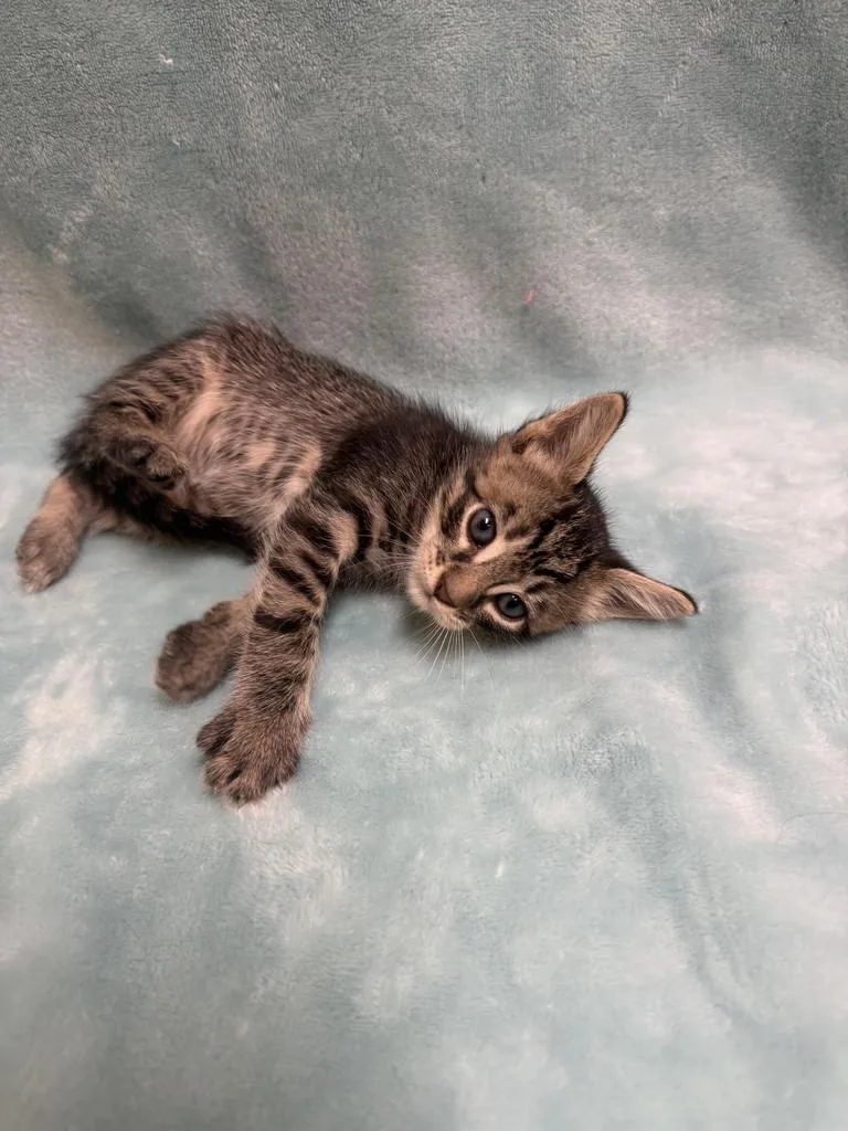 A baby medium-sized male Domestic Short Hair cat named Dipsy for adoption in Florence, SC