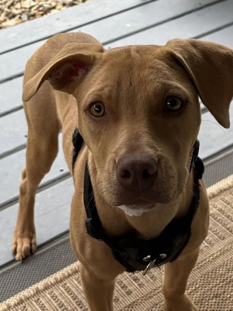 A baby medium-sized female Pit Bull Terrier dog named Layla for adoption in Irwin, PA