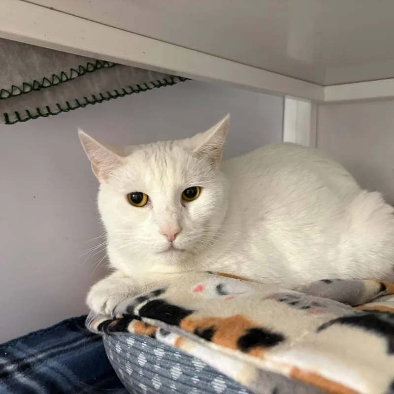 An adult medium-sized male Domestic Short Hair cat named Pepper for adoption in White Oak, PA
