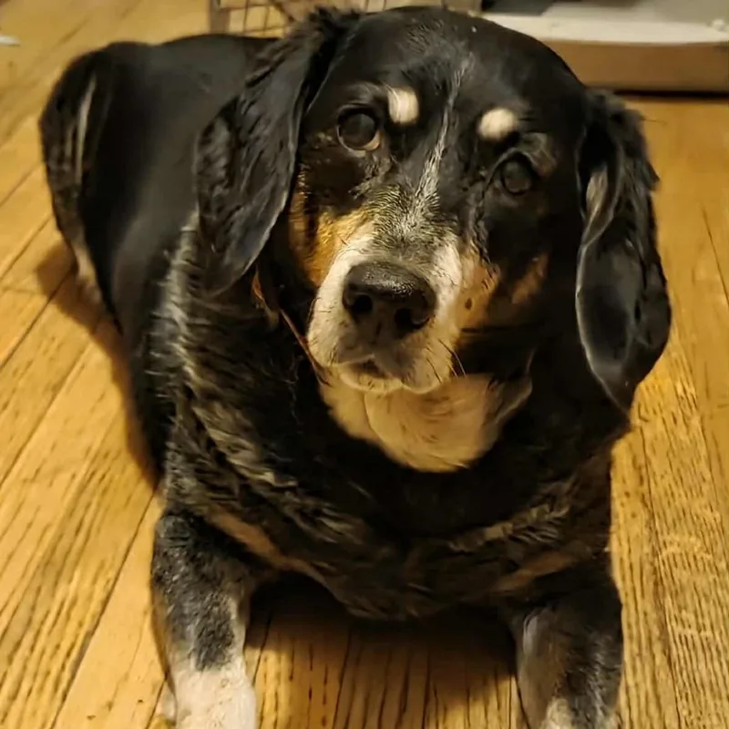 A senior large-sized female Black Bluetick Coonhound dog named Libby D for adoption in Minnetonka, MN
