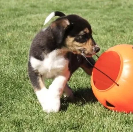 A baby large-sized male Australian Shepherd dog named Jett for adoption in Kentwood, MI