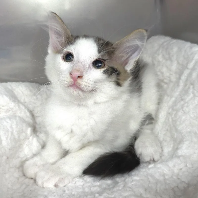 A baby small-sized male White Domestic Short Hair cat named Blaze for adoption in Michigan City, IN