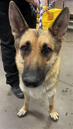 An adult large-sized female German Shepherd Dog dog named Marana for adoption in Phoenix, AZ