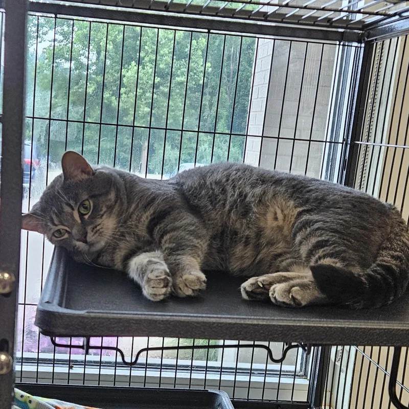 An adult large-sized male Tabby (Gray / Blue / Silver) American Shorthair cat named Jeepers Creepers for adoption in Benton Harbor, MI