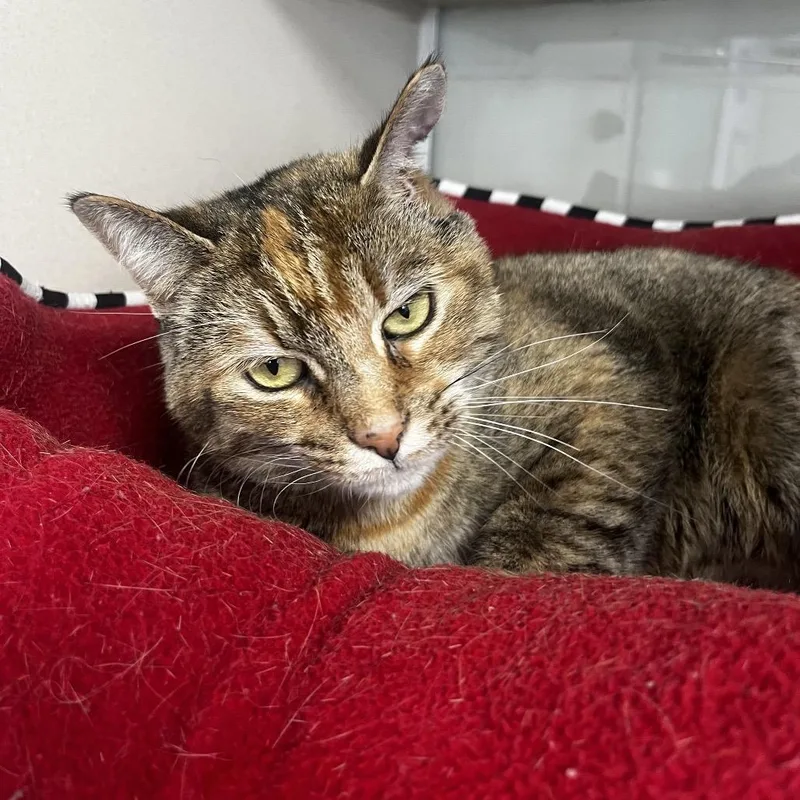 An adult medium-sized female Black Domestic Short Hair cat named Autumn for adoption in Marshalltown, IA