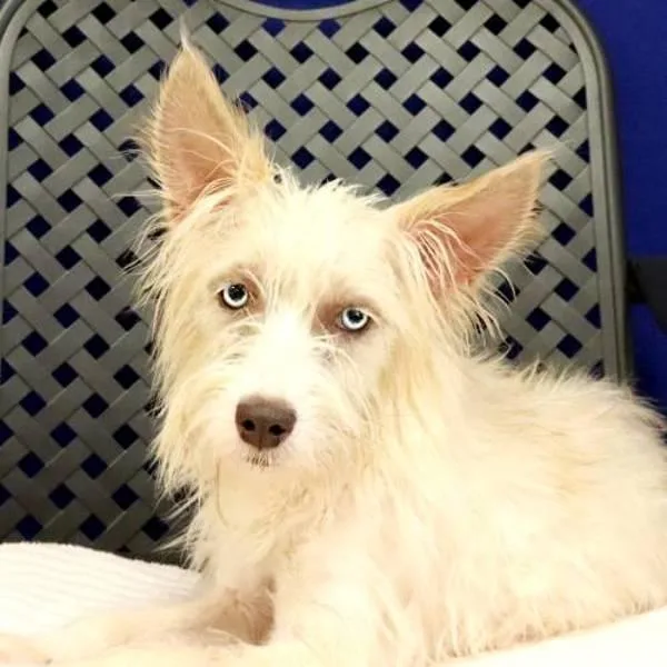 An adult small-sized female Terrier dog named Marla for adoption in Fort Davis, TX