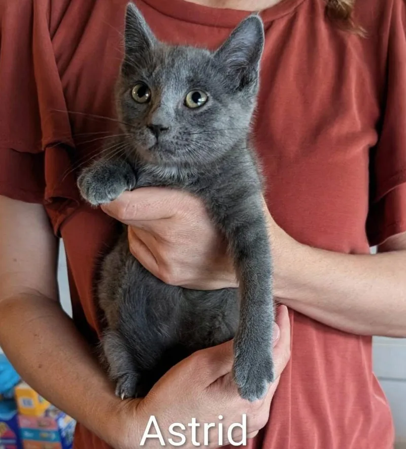 A baby medium-sized female Gray / Blue / Silver Domestic Short Hair cat named Astrid for adoption in Maggie Valley, NC