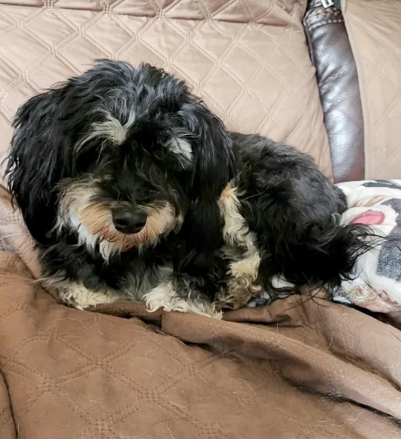 Lila