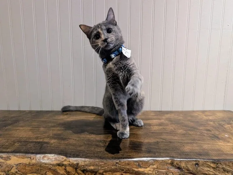 A young small-sized female Domestic Short Hair cat named Kreacher for adoption in Lewisburg, PA