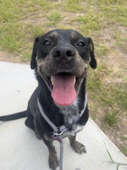 An adult medium-sized female Labrador Retriever dog named Dandelion for adoption in Atlanta, GA
