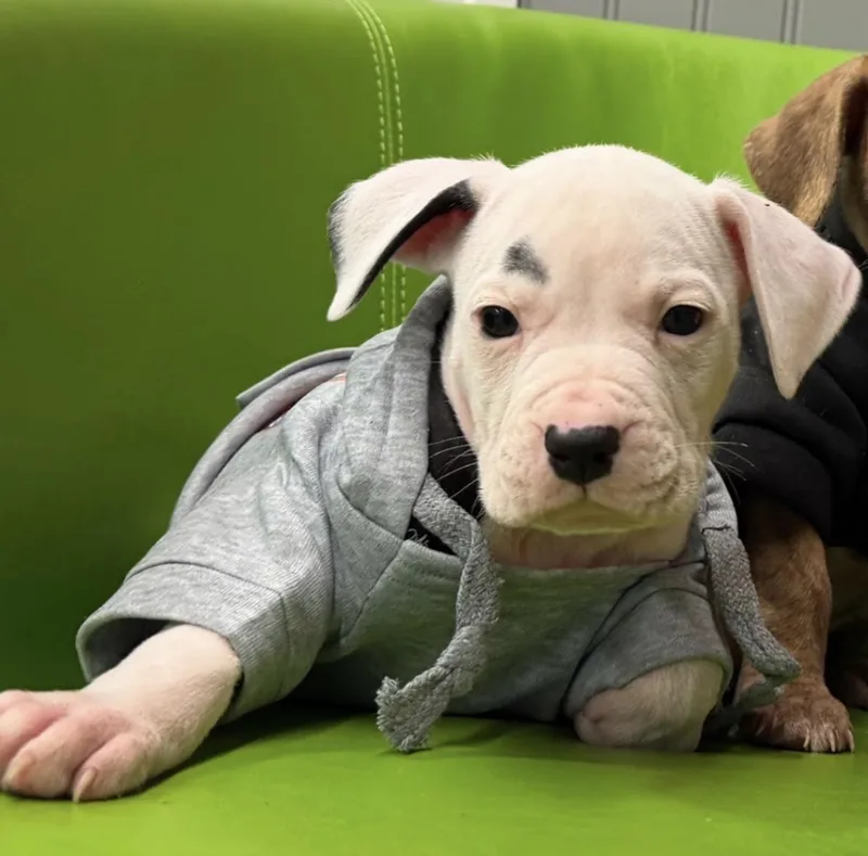 A baby medium-sized male Bicolor Pit Bull Terrier dog named Jello for adoption in Naperville, IL