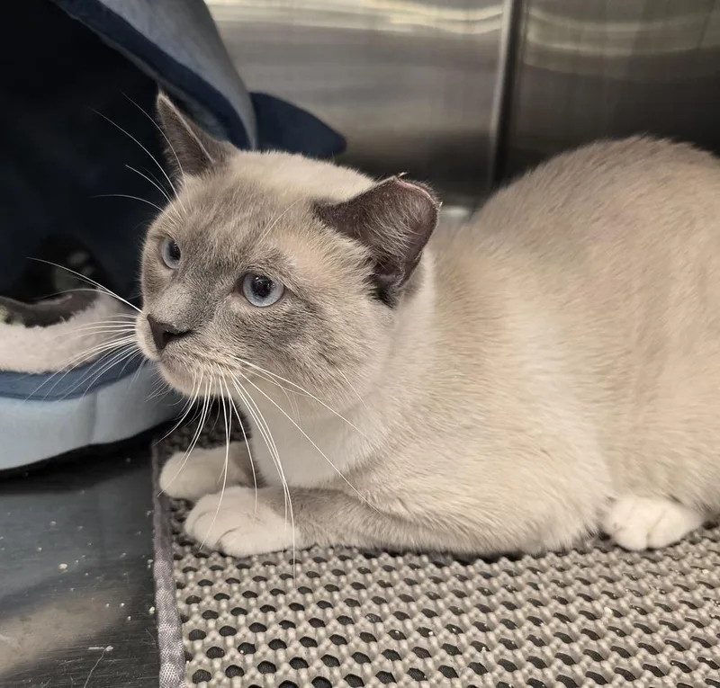 A young large-sized male Siamese cat named Lint for adoption in Ruskin, FL
