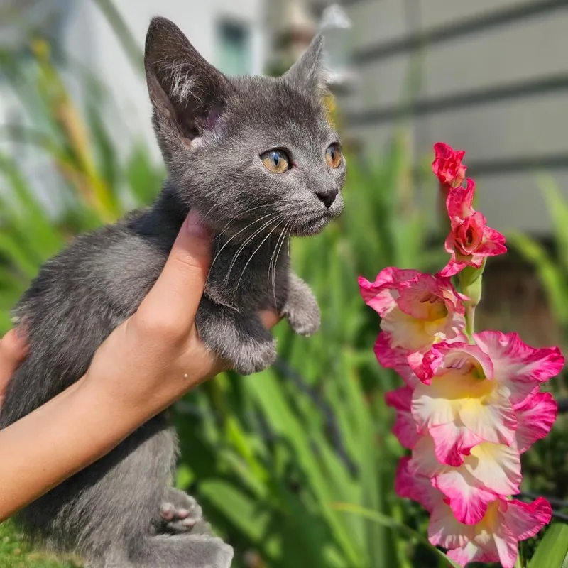 A baby small-sized female Gray / Blue / Silver Domestic Short Hair cat named Eleanor for adoption in Southington, OH
