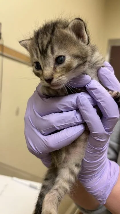 A baby small-sized female Domestic Short Hair cat named Caramel Ribbon Crunch for adoption in West Chester, PA