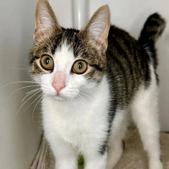 Thomas The Tank Engine