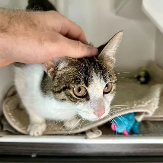 Thomas The Tank Engine thumbnail 2