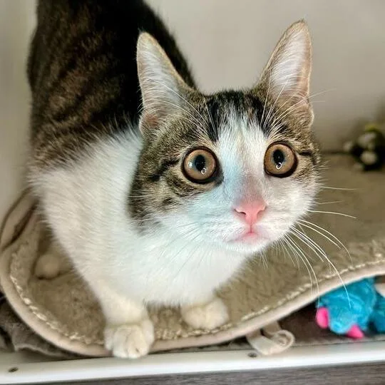 Thomas The Tank Engine thumbnail 3