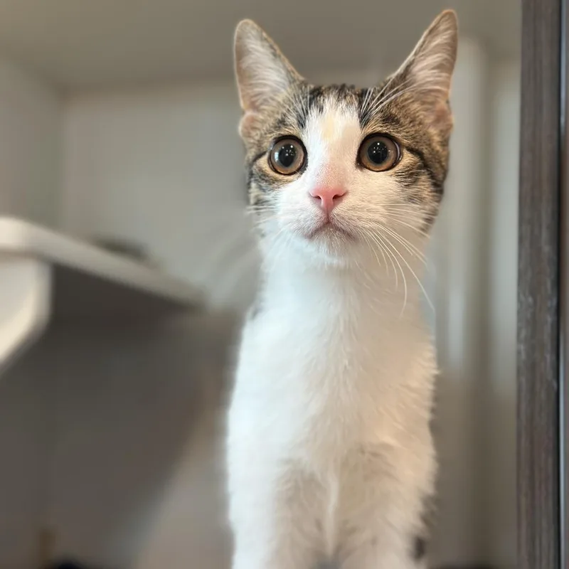 Thomas The Tank Engine thumbnail 4