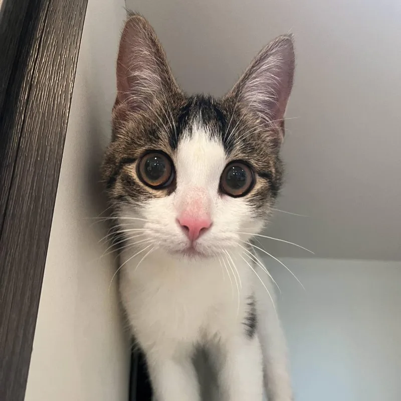 Thomas The Tank Engine thumbnail 5