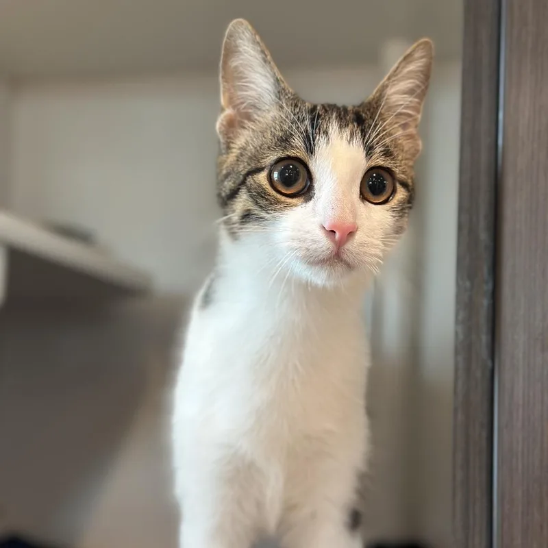 Thomas The Tank Engine thumbnail 6