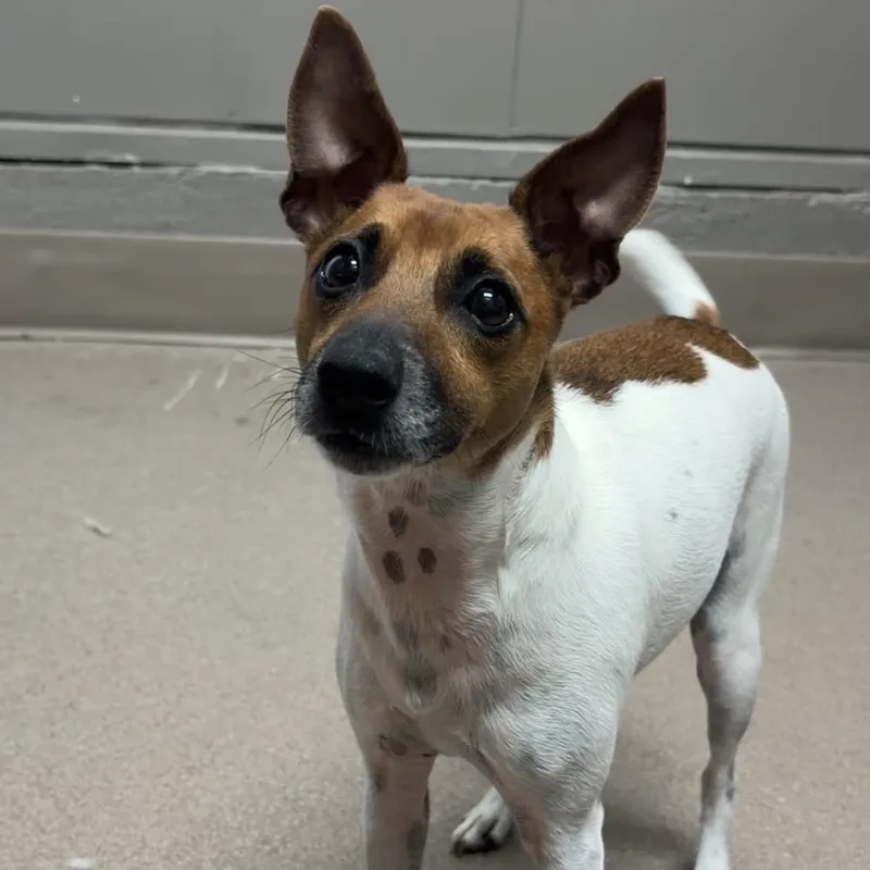 Hopscotch thumbnail 2