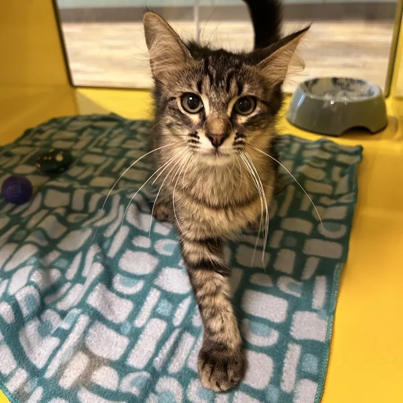 A baby small-sized female Brown / Chocolate Domestic Medium Hair cat named Tammy the Turkey Leg for adoption in Abilene, TX