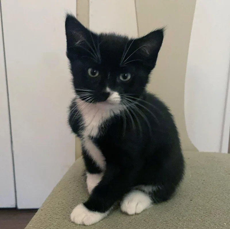 A baby medium-sized male Black Domestic Short Hair cat named Whistle for adoption in Plover, WI