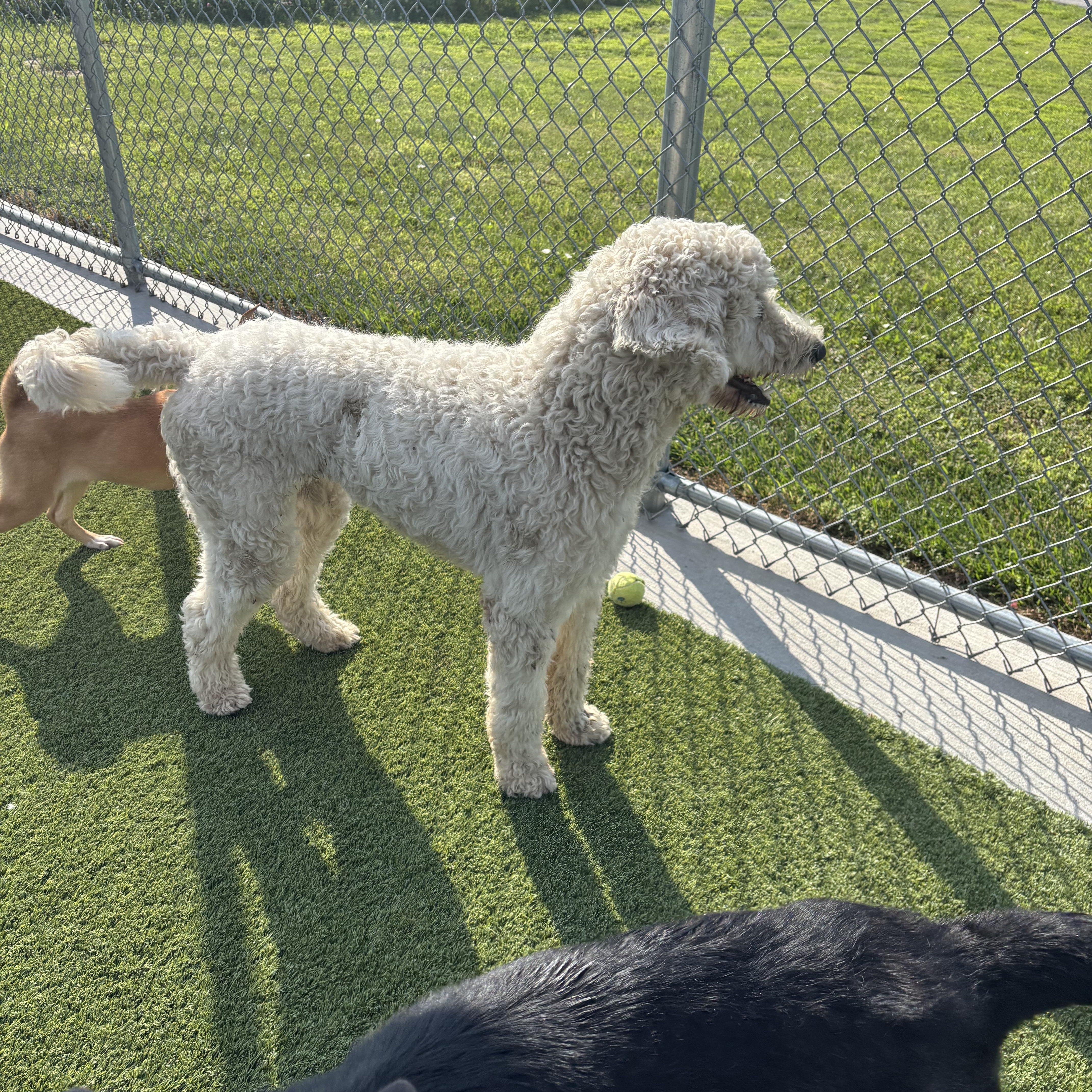 A young medium-sized female Poodle dog named Dolly for adoption in Liberty, MO